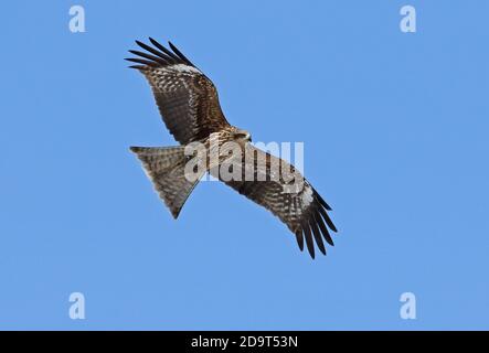 Schwarz-eared Kite (MILVUS MIGRANS lineatus) Unreife im Flug Akan, Hokkaido, Japan März Stockfoto