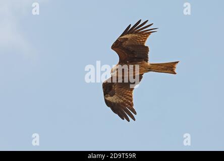 Schwarzohren-Drachen (Milvus migrans lineatus) unreif im Flug Arasaki, Kyushu, Japan März Stockfoto