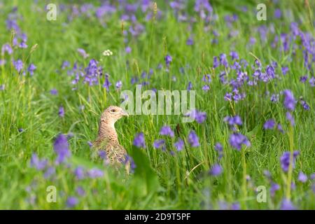 Fasan, weiblich [ Phasianus colchicus ] unter Bluebells [ Hyacinthoides non-scripta ] Stockfoto