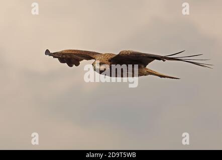 Schwarzohren-Drachen (Milvus migrans lineatus) unreif im Flug Arasaki, Kyushu, Japan März Stockfoto