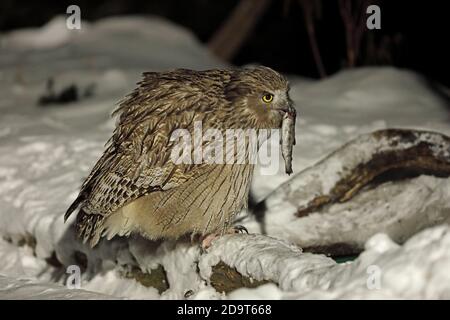 Blakiston's Fish Owl (Bubo blakistoni blakistoni) Erwachsenen auf dem Zweig mit Fisch im Schnabel Yoroushi, Hokkaido, Japan März gehockt Stockfoto