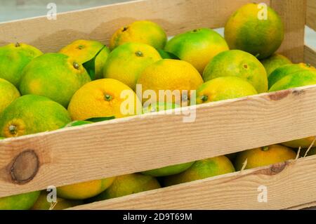 Grüne Reifung frisch gezupfte Mandarine in einer Holzkiste vor dem Versand auf den Markt. Nahaufnahme. Stockfoto