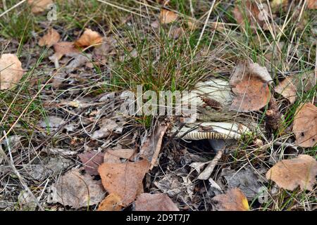 Rrussula aeruginea lindblad im Wald wächst der essbare Pilz Stockfoto