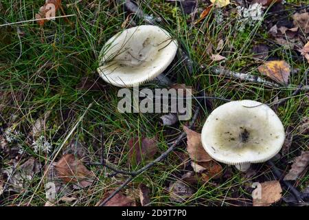 Rrussula aeruginea lindblad im Wald wächst der essbare Pilz Stockfoto