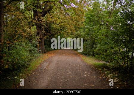 Landschaft Blick auf einen geheimnisvollen langen Pfad umgeben von Bäumen Und Pflanzen Stockfoto