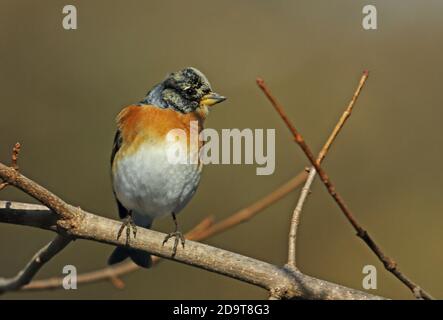 Bergfink (Fringilla montifringilla) erwachsenen männlichen auf Zweig Yoroushi, Hokkaido, Japan März gehockt Stockfoto