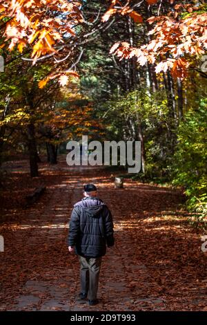 Ein älterer Mann geht in einem Park mit orangefarbenen Blättern. Herbstwald. Stockfoto