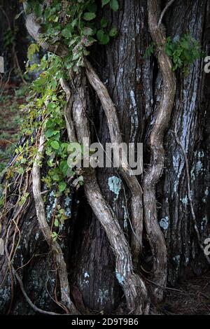 Diese dicken, zähen alten Reben sind tief in die raue Rinde dieses Baumes verstrickt. Stockfoto