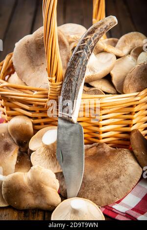 Korb mit frischem Distelmushrrom und einem Messer Stockfoto