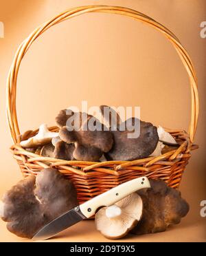 Korb mit frischem Distelmushrrom und einem Messer Stockfoto