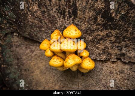 Pilzhumor: Leuchtend gelbe Pilze wachsen aus einem Stumpfriss Stockfoto