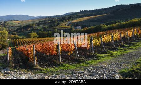 Die schönen bunten Weinberge bei Sonnenuntergang während der Herbstsaison im Chianti Classico Gebiet in der Nähe von Greve in Chianti (Florenz), Toskana. Italien. Stockfoto