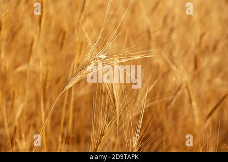 Pampas Gras im Freien in hellen Pastellfarben. Sonnig Stockfoto