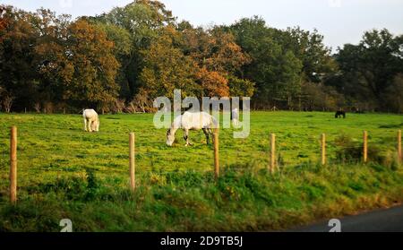 Pferde grasen auf dem Feld. Pferde Fütterung im ländlichen England. Schwarze und weiße Pferde in schöner Landschaft. Gruppe domestizierter Tiere auf einer Wiese. Stockfoto