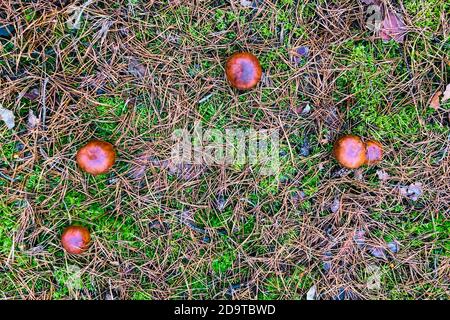Die Textur der Waldpilze in der Waldlichtung - top Blick auf fünf Steinpilze im Wald Stockfoto