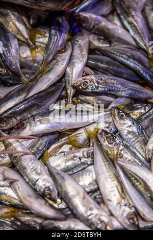 Frisch aus dem Meer gefangener Stöcker auf dem Display beim Fischhändler. Stockfoto