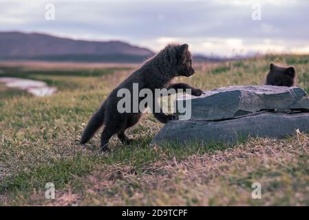 Zwei schöne wilde Tiere. Arctic Fox cub, Vulpes lagopus, niedliche Babys spielen in der Natur Lebensraum, Wiese in Island mit dem Stein Stockfoto