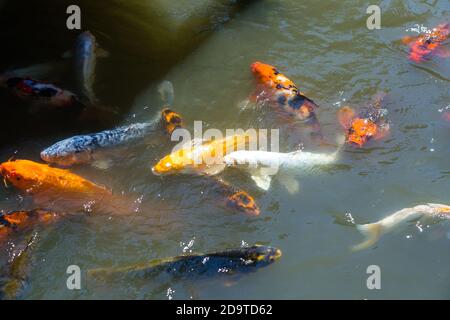 Koi Karpfen füttern in einem grünen Teich Stockfoto