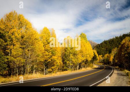 Golden Corralled - das Carson Pass Autobahn umkreist ein Aspen Grove im Herbst Gold. Picketts Junction, Kalifornien, USA Stockfoto