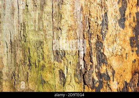 Das Holz der alten Eiche ohne Rinde, die Textur. Hintergrundbild. Stockfoto