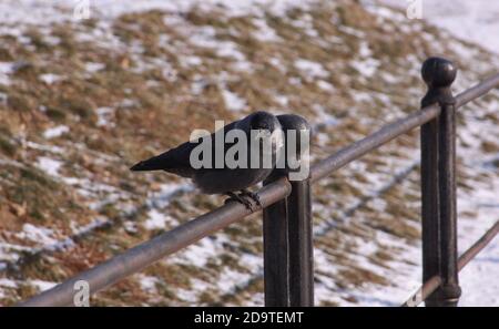 Schwarze Westjackdaw auf Eisengeländer im Winter. Wilder Vogel im kalten Winter auf kalter, eiskalter Wasseroberfläche. Stockfoto