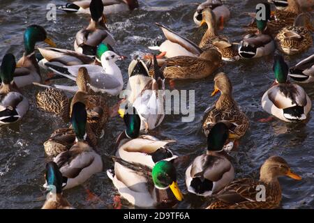 Enten und Möwen essen im Winter auf dem Fluss. Winterfütterung Raserei mit Enten und kleinen Möwen. Wilde Vögel im kalten Winter auf kaltem eiskaltem Wasser s Stockfoto