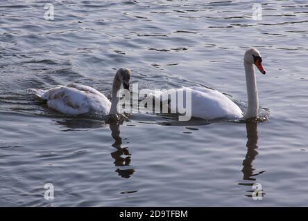 Zwei weiße Schwäne an der Flussoberfläche in der Stadt. Wilde Vögel im kalten Winter auf kalt eiskalten Wasseroberfläche. Stockfoto