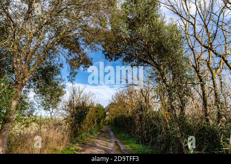 Foto der Lagune von Alcudia, auf Mallorca, dem größten Feuchtgebiet der Balearen ​​the. Stockfoto