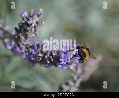 Bumble Biene beschäftigt bestäuben Lavendel Blumen Stockfoto