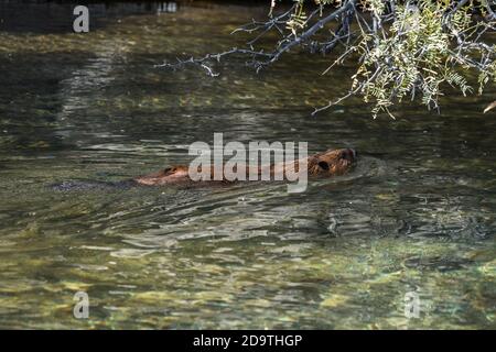 Ein nordamerikanischer Biber, Castor canadensis, im Sonoran Desert Museum in der Nähe von Tucson, Arizona. Stockfoto