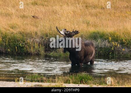 Ein Bullenelch, Alces Alces, überquert den Madison River im Yellowstone National Park in Wyoming. Stockfoto