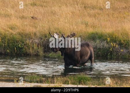 Ein Bullenelch, Alces Alces, überquert den Madison River im Yellowstone National Park in Wyoming. Stockfoto