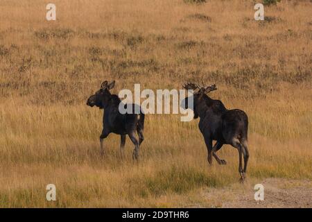 Ein Stier und eine Kuh Elch, Alces alces, im Yellowstone National Park in Wyoming. Stockfoto