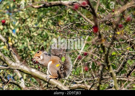 Das graue Eichhörnchen im Herbst, das sich auf den Weißdornbeeren in ernährt Ein Londoner Park Stockfoto