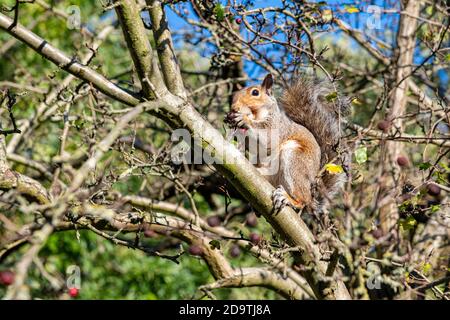 Das graue Eichhörnchen im Herbst, das sich auf den Weißdornbeeren in ernährt Ein Londoner Park Stockfoto