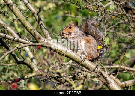 Das graue Eichhörnchen im Herbst, das sich auf den Weißdornbeeren in ernährt Ein Londoner Park Stockfoto