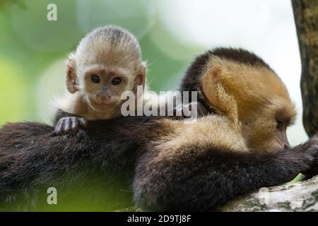 Ein Baby mit weißem Gesicht Kapuzineraffen auf dem Rücken seiner Mutter im Manuel Antonio Nationalpark in Costa Rica. Stockfoto