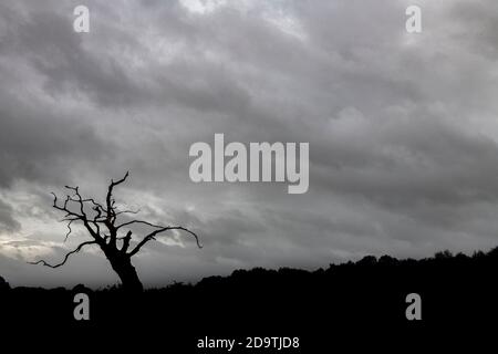 Ein einziger toter Baum auf den wiley, windigen Mooren Stockfoto