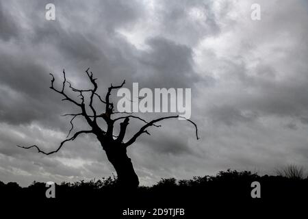 Ein einziger toter Baum auf dem wiley, windige Moore mit zwei Vögeln Stockfoto