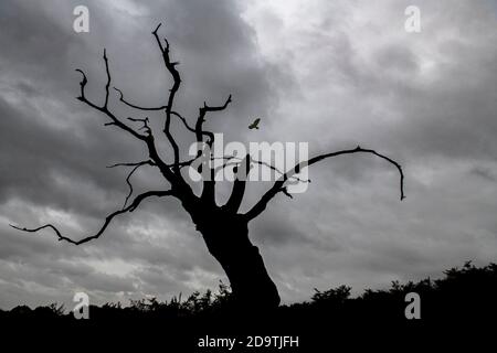 Ein einziger toter Baum auf dem wiley, windige Moore mit einem Vogel fliegen Stockfoto