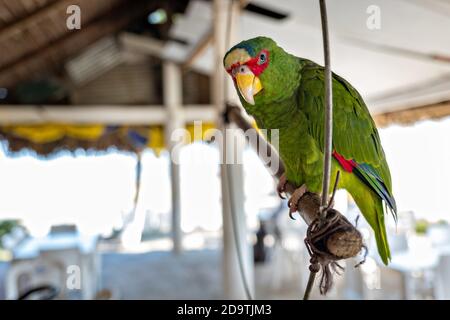 Ein Haustier Papagei in einem Restaurant am Cabo Sagara Strand in La Barra de Sontecomapan, Veracruz, Mexiko. Die Lagune, die in den Golf von Mexiko mündet, ist eines der am besten erhaltenen Feuchtgebiete und Mangrovenwälder in Mexiko und Teil des Biosphärenreservats Los Tuxtlas. Stockfoto