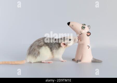 Eine niedliche kleine dekorative Ratte steht und schaut sich die Spielzeugfigur an. Porträt eines Nagetieres Nahaufnahme. Stockfoto