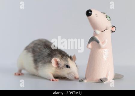 Eine niedliche kleine dekorative Ratte steht und schaut sich die Spielzeugfigur an. Porträt eines Nagetieres Nahaufnahme. Stockfoto