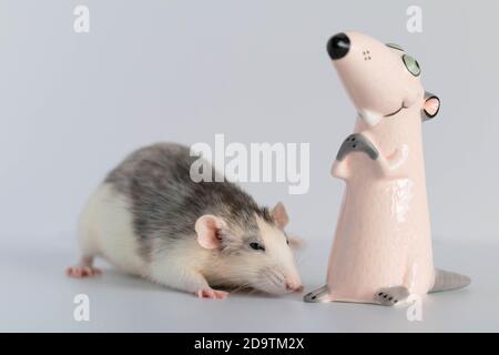 Eine niedliche kleine dekorative Ratte steht und schaut sich die Spielzeugfigur an. Porträt eines Nagetieres Nahaufnahme. Stockfoto