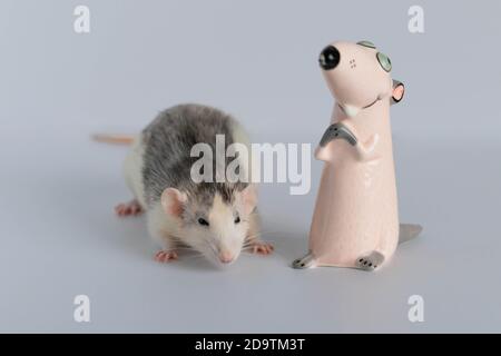 Eine niedliche kleine dekorative Ratte steht und schaut sich die Spielzeugfigur an. Porträt eines Nagetieres Nahaufnahme. Stockfoto