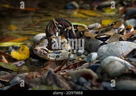 Boa Constrictor - Die Red-tailed Boa aufgerufen oder der gemeinsamen Boa, ist eine Pflanzenart aus der Gattung der großen, nicht giftiger, schwere Körper Schlange, die häufig gehalten wird und br Stockfoto