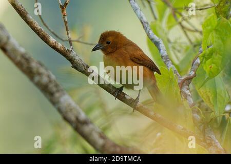 Weißbuntangare - Tachyphonus rufus mittelgroßer Singvogel in der Familie Thraupidae, residenter Züchter von Costa Rica Süd bis Argentinien und Stockfoto