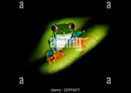 Rotäugiger Baumfrosch - Agalychnis callidryas arboreal Hylid heimisch in den neotropischen Regenwäldern von Mexiko, Mittelamerika bis Kolumbien, Frosch auf dem Blatt Stockfoto
