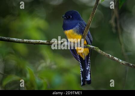 Trogon rufus-Black-throated Trogon, auch yellow-bellied Trogon, in der Nähe von aus der trogon Familie, Trogonidae, Rassen im Tiefland von Hondur Stockfoto