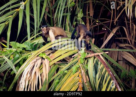 Zwei freilaufende, wild tuftete Kapuzinermönige, die in einer Palme in den Georgetown Botanical Gardens, Georgetown, Guyana, fressen. Stockfoto